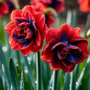 Нарцисс Эрличе купить по цене от 386р. в интернет-магазине «Посадика» с доставкой почтой в в Снежинске и по всей России – [изображение №1].