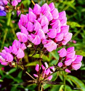 Флокс Бутоник купить по цене от 461р. в интернет-магазине «Посадика» с доставкой почтой в в Снежинске и по всей России – [изображение №1].