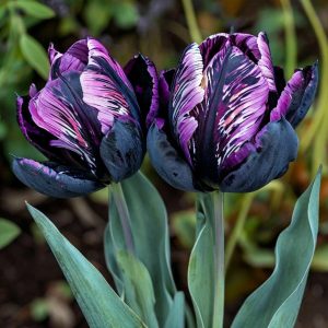 Тюльпан Блэк Каньон купить по цене от 305р. в интернет-магазине «Посадика» с доставкой почтой в в Снежинске и по всей России – [изображение №1].