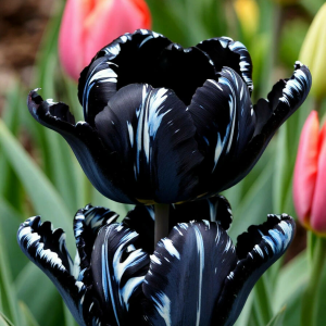 Тюльпан Шелк Нуар купить по цене от 219р. в интернет-магазине «Посадика» с доставкой почтой в в Снежинске и по всей России – [изображение №1].
