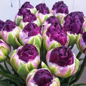 Тюльпан Анаконда купить по цене от 450р. в интернет-магазине «Посадика» с доставкой почтой в в Снежинске и по всей России – [изображение №1].