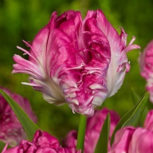 Тюльпан махровый Кул Кристал купить по цене от 400р. в интернет-магазине «Посадика» с доставкой почтой в в Снежинске и по всей России – [изображение №1].