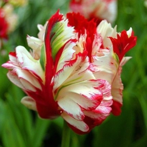 Тюльпан Эстелла Рижнвельд купить по цене от 500р. в интернет-магазине «Посадика» с доставкой почтой в в Снежинске и по всей России – [изображение №1].