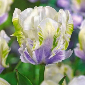 Тюльпан Уайт Лизарт купить по цене от 360р. в интернет-магазине «Посадика» с доставкой почтой в в Снежинске и по всей России – [изображение №1].