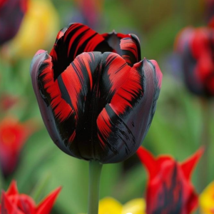 Тюльпан Блэк Перрот купить по цене от 351р. в интернет-магазине «Посадика» с доставкой почтой в в Снежинске и по всей России – [изображение №1].