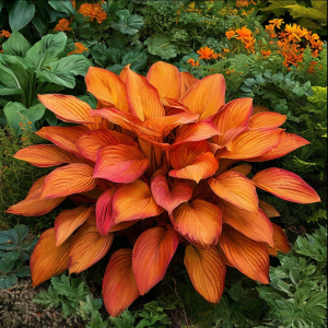 Хоста Солнечный Нектар купить по цене от 605р. в интернет-магазине «Посадика» с доставкой почтой в в Снежинске и по всей России – [изображение №1].