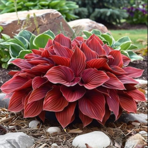 Хоста Рэд Эйнджл купить по цене от 549р. в интернет-магазине «Посадика» с доставкой почтой в в Снежинске и по всей России – [изображение №1].