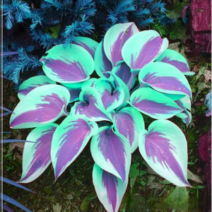 Хоста Висперин Бьюти купить по цене от 379р. в интернет-магазине «Посадика» с доставкой почтой в в Снежинске и по всей России – [изображение №1].