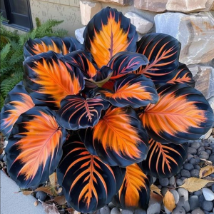 Хоста Сикрет Форест купить по цене от 601р. в интернет-магазине «Посадика» с доставкой почтой в в Снежинске и по всей России – [изображение №1].