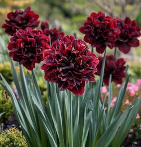 Нарцисс Малиновая Вуаль купить по цене от 3000р. в интернет-магазине «Посадика» с доставкой почтой в в Снежинске и по всей России – [изображение №1].