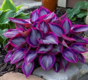 Хоста Сикрет Гарденс купить по цене от 549р. в интернет-магазине «Посадика» с доставкой почтой в в Снежинске и по всей России – [изображение №1].