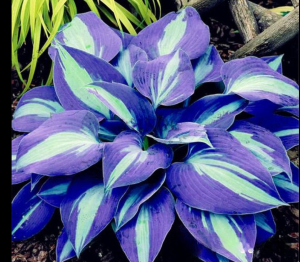 Хоста Аурелия купить по цене от 450р. в интернет-магазине «Посадика» с доставкой почтой в в Снежинске и по всей России – [изображение №1].