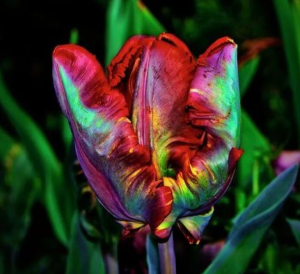 Тюльпан Эирпрайз купить по цене от 270р. в интернет-магазине «Посадика» с доставкой почтой в в Снежинске и по всей России – [изображение №1].