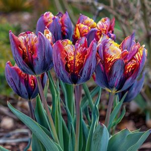 Тюльпан Опал Дрим купить по цене от 207р. в интернет-магазине «Посадика» с доставкой почтой в в Снежинске и по всей России – [изображение №1].